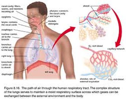 major functions - Respiratory System